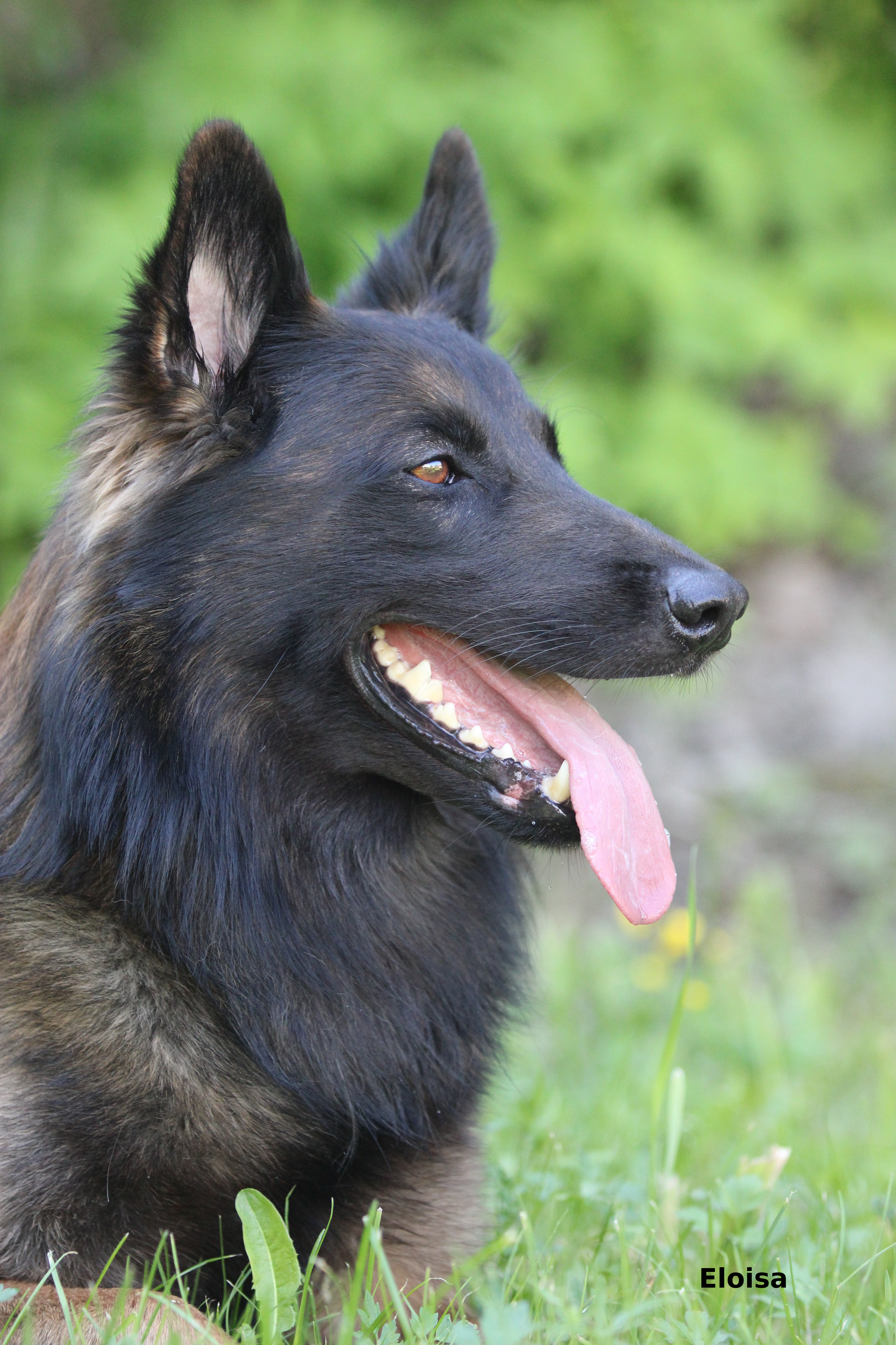 Hugo